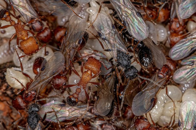 Dorosłe Mrówki żniwne Z Rodzaju Pogonomyrmex