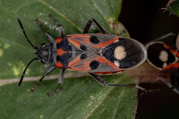 Dorosłe owady nasienne z gatunku Lygaeus alboornatus sprzęganie