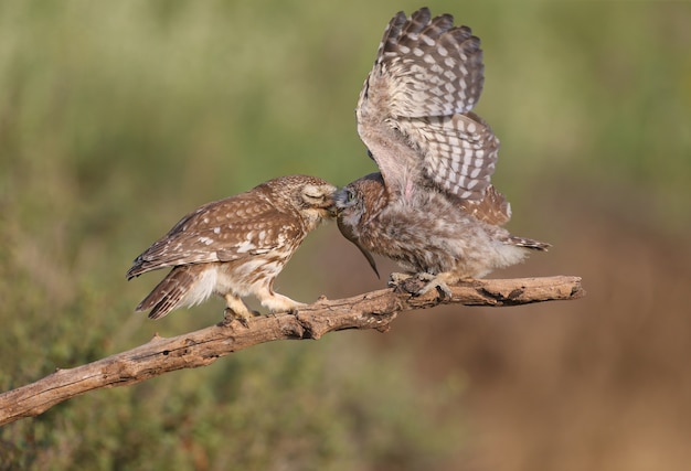 Dorosłe Ptaki I Pisklęta Sów (athene Noctua) Fotografowane Są Z Bliska Na Rozmytym Tle.