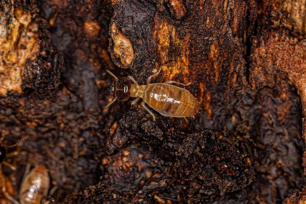 Dorosłe termity Nasute