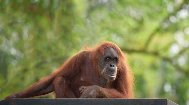 Dorosłej kobiety orangutan siedzi na drewnianej platformie z drzewami na tle