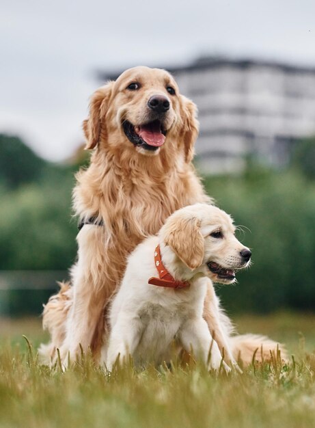 Dorośli I Szczenięce Golden Retrieverów Dwa Psy Są Na Polu Na świeżym Powietrzu