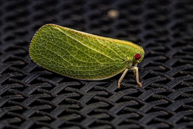 Dorosły Acanaloniid Planthopper