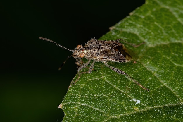 Dorosły bezwonny owad roślinny z podrodziny Rhopalinae