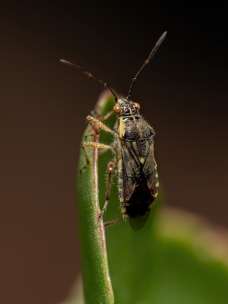 Dorosły bezwonny robak z rodziny Rhopalidae