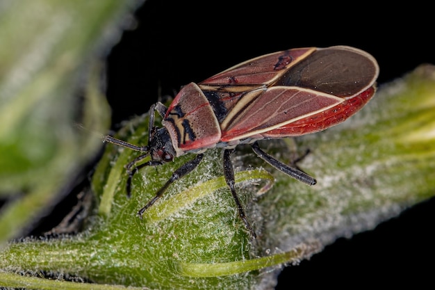Dorosły białokrzyżowany bug siewny z rodzaju Neacoryphus