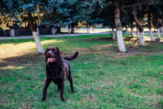 Dorosły brązowy labrador biega w publicznym parku. Pies żartobliwie skacze i dobrze się bawi.