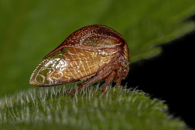 Dorosły Buffalo Treehopper z plemienia Ceresini