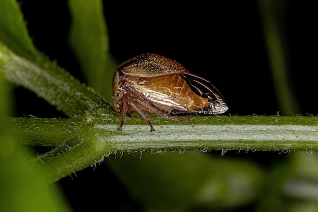 Dorosły Buffalo Treehopper z plemienia Ceresini