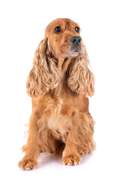 dorosły cocker spaniel