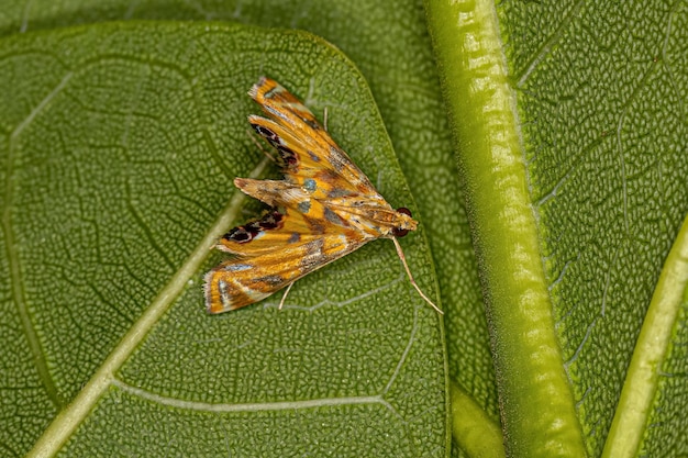 Dorosły Crambid Moth