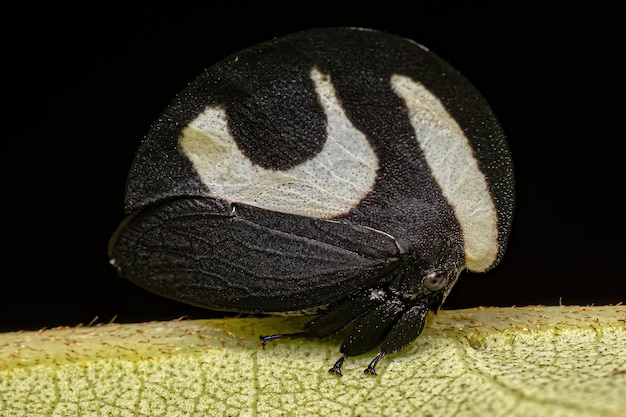 Dorosły Czarno-biały Treehopper