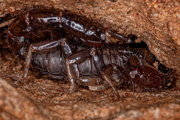 Dorosły czarny skorpion z rodzaju Bothriurus