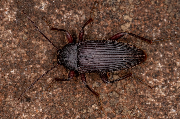 Dorosły Darkling Beetle z plemienia Alleculini