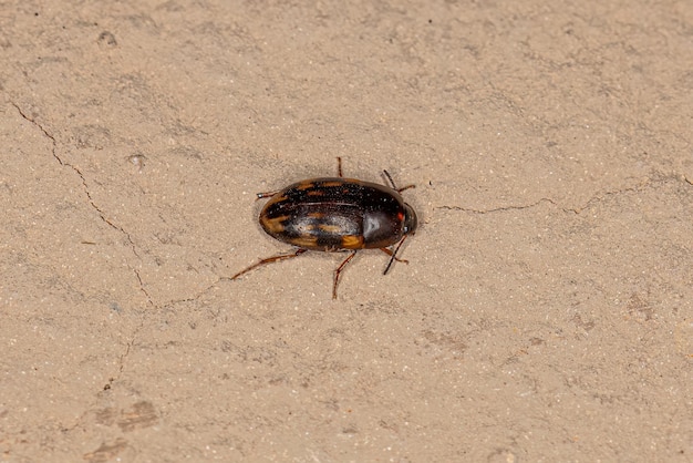 Dorosły Darkling Beetle