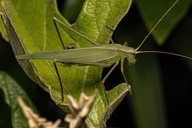 Dorosły Faneropteryna Katydid