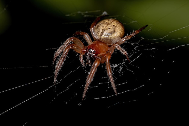 Dorosły klasyczny Orbweaver z rodzaju Metazygia