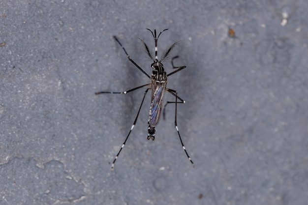 Dorosły komar wywołujący żółtą febrę z gatunku Aedes aegypti