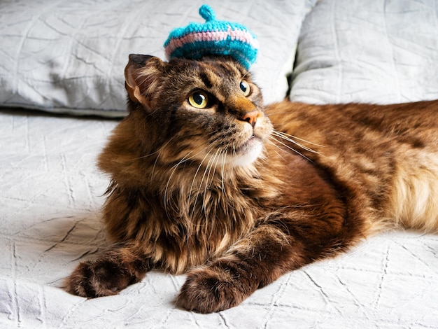 Dorosły kot rasy Maine Coon z niebieskim beretem na głowie leżący na łóżku