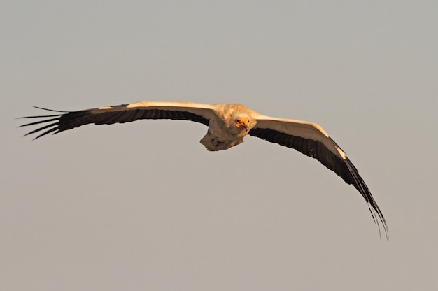 Zdjęcie dorosły latający sęp egipski