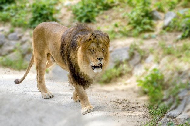 Dorosły lew spaceruje po zoo