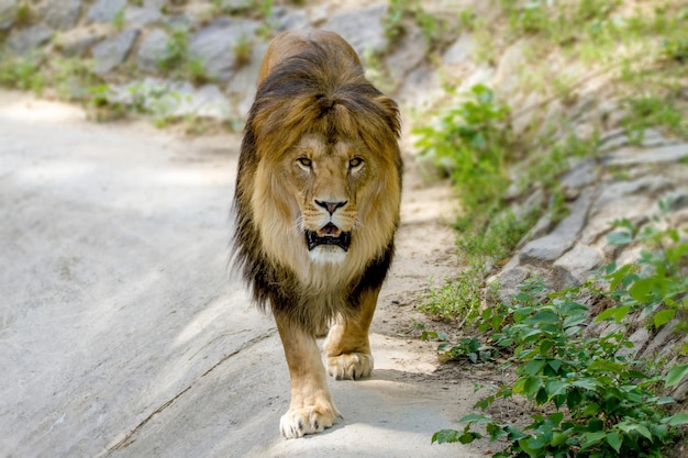 Dorosły lew spaceruje po zoo