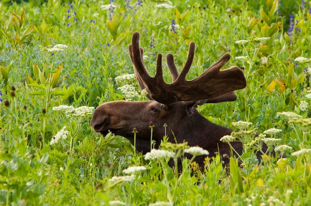 Dorosły łoś, Alces alces, pasący się w wysokiej trawie w górach