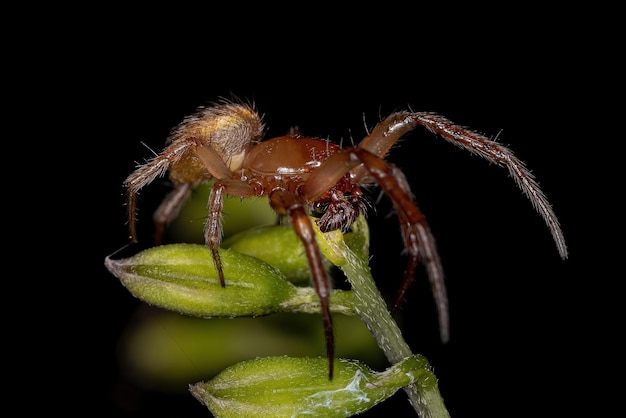 Dorosły mężczyzna klasyczny Orbweaver z rodzaju Metazygia