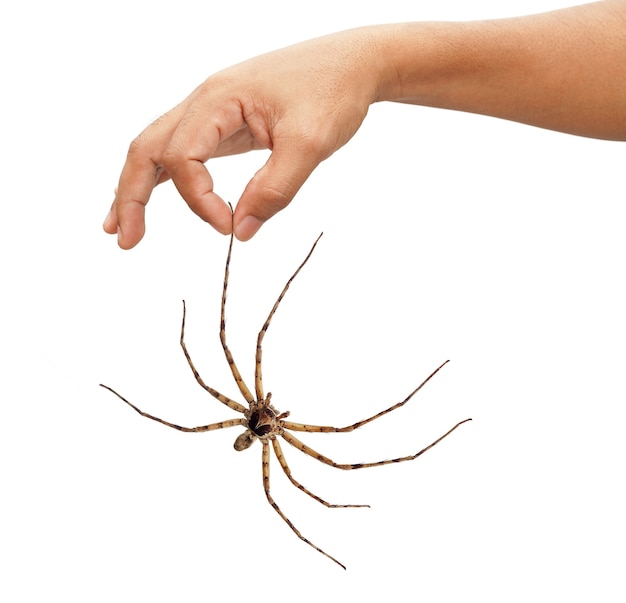 Dorosły mężczyzna ręka trzyma pająka