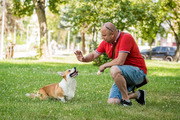 Dorosły mężczyzna trenuje swojego psa walijskiego corgi pembroke w parku miejskim