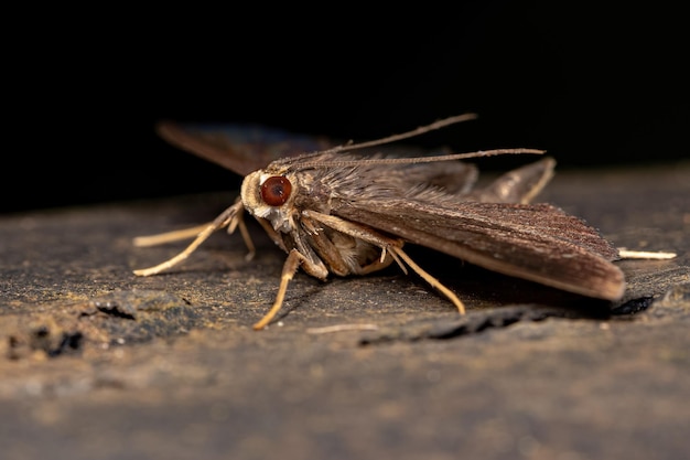 Dorosły Moth Owad Z Rzędu Lepidoptera