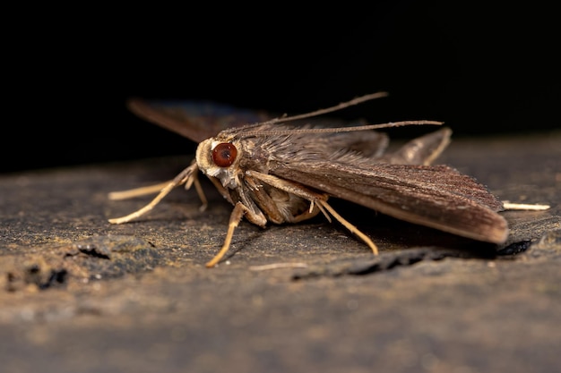 Dorosły Moth Owad z rzędu Lepidoptera