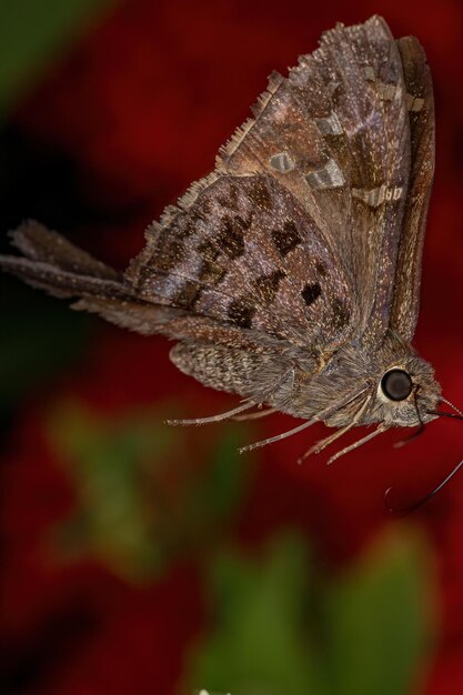 Dorosły motyl Dorantes Longtail z gatunku Thorybes dorantes