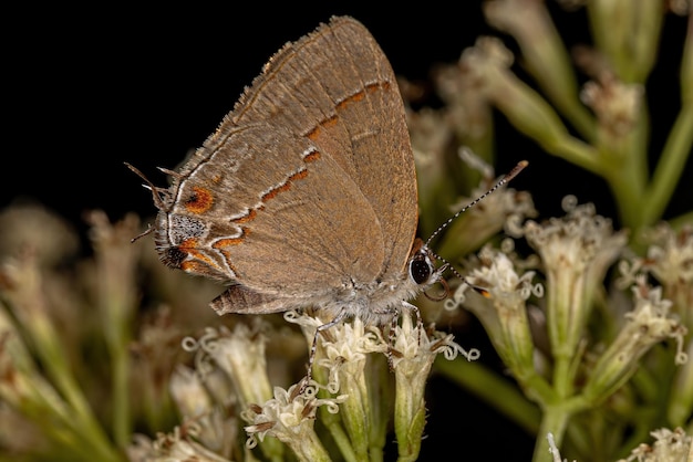 Dorosły motyl o pajęczych skrzydłach