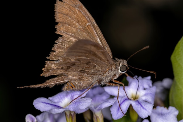 Dorosły motyl szyper z rodziny Hesperiidae