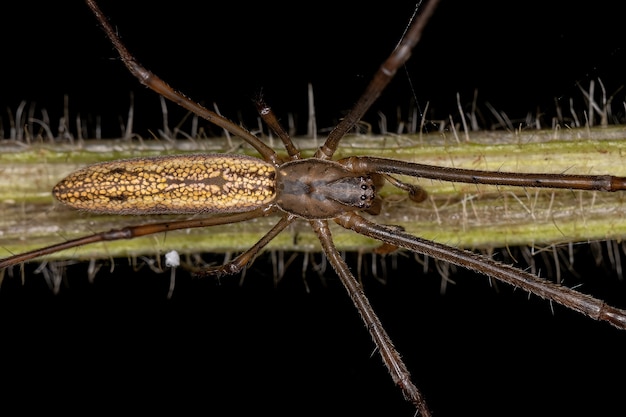 Zdjęcie dorosły pająk o długich szczękach, pająk z rodzaju tetragnatha