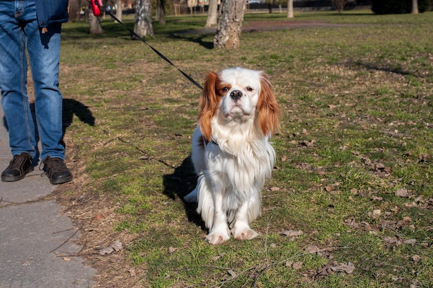 Dorosły pies Blenheim Cavalier King Charles Spaniel