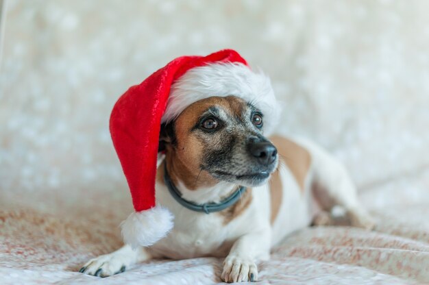 Dorosły Pies Jack Russell W Czapce Mikołaja Leżący Na Białym Tle I Patrzący W Kamerę