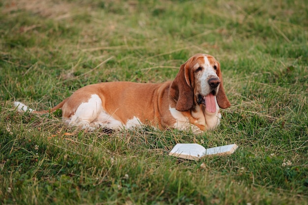 Dorosły pies rasy Basset Hound spaceruje na łonie natury