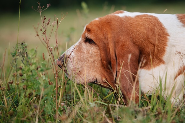 Dorosły pies rasy Basset Hound spaceruje na łonie natury