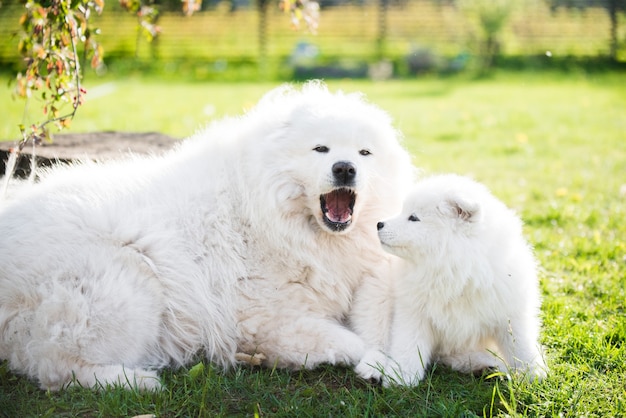 Dorosły pies samoyed ze szczeniętami chodzi po trawie