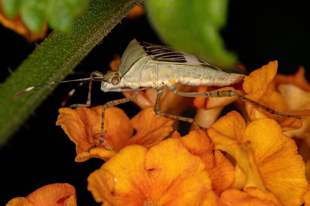 Dorosły pluskwa liściasta z rodzaju Hypselonotus na roślinie Lantana