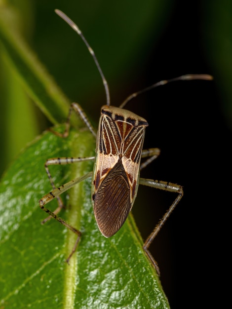 Dorosły Pluskwa Liściasta Z Rodzaju Hypselonotus