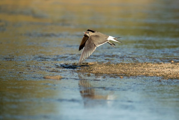 Dorosły pratincole latający w ostatnim świetle popołudnia na mokradłach w środkowej Hiszpanii