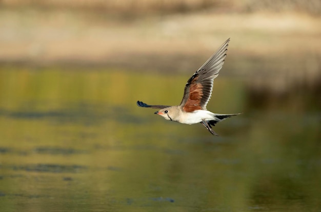 Dorosły pratincole latający w ostatnim świetle popołudnia na mokradłach w środkowej Hiszpanii