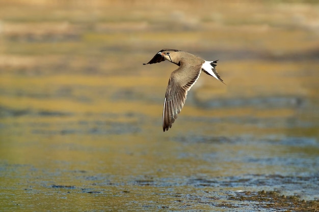 Dorosły pratincole obrożny lecący w ostatnim świetle popołudnia na mokradłach w środkowej Hiszpanii