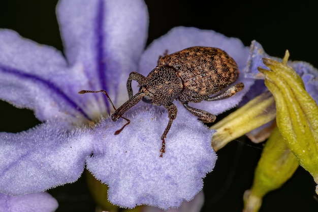 Dorosły prawdziwy ryjkowiec z rodziny Curculionidae na kwiecie nieba