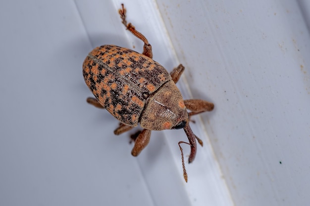 Dorosły Prawdziwy Ryjkowiec Z Rodziny Curculionidae