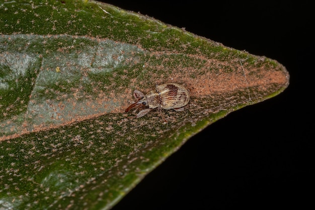 Dorosły prawdziwy ryjkowiec z rodziny Curculionidae