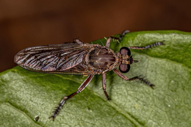 Dorosły rabuś Fly